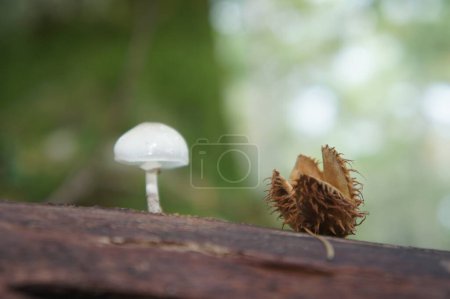 Foto de Hongo de seta y corteza de  semilla en la selva tropical, fondo de naturaleza - Imagen libre de derechos
