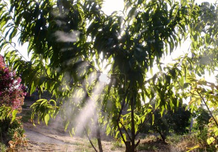 Téléchargez les photos : Rayons de soleil sur les arbres fruitiers dans le jardin - en image libre de droit