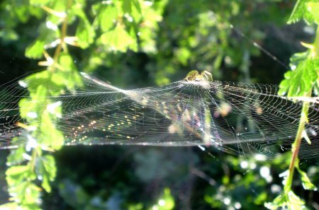 close up view of a beautiful spider web in the green garden