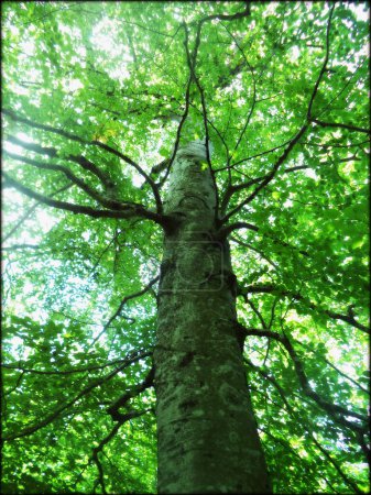 die grüne Umarmung des Baumstamms und der Äste im Wald
