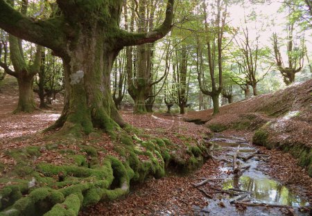 Foto de Hermoso bosque de hayas de Otzarreta en el País Vasco, norte de España - Imagen libre de derechos