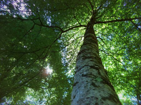 Forest trees seen from below towards the sky, green sunlight natural backgrounds