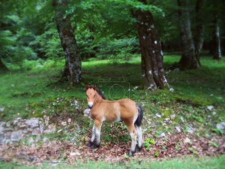 beautiful wild foal in the forest of the Urbasa natural park, Navarra