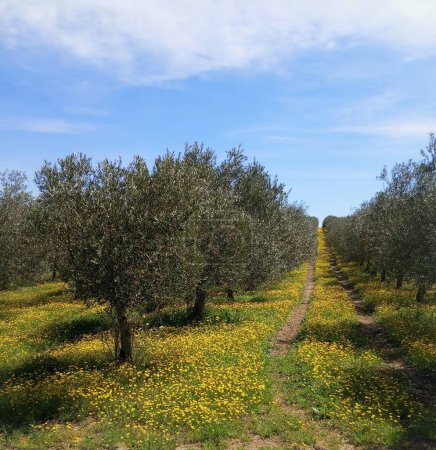 Olivenbaum auf dem Feld mit Frühlingsblumen