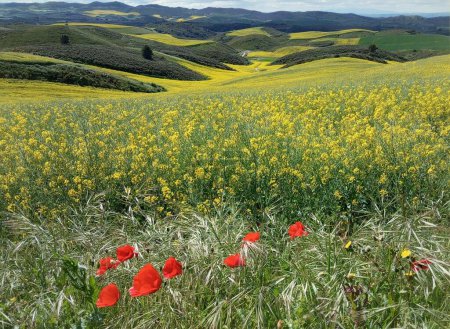 campos sembrados con trigo y colza con flores de amapola en tierras rurales