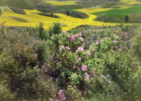 Foto de Campos rurales sembrados de cereales y flores medicinales de romero y tomillo - Imagen libre de derechos