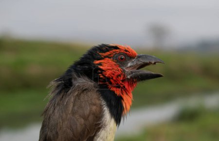 Black-collared barbet (Lybius torquatus)