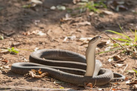 A highly venomous black mamba (Dendroaspis polylepis) photographed as it was released back into the wild