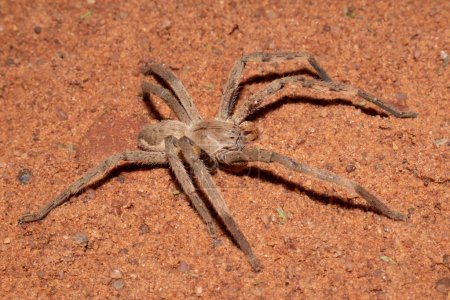Grande araignée commune (Palystes superciliosus) dans la nature
