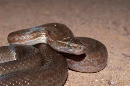 Hermosa serpiente casa marrón (Boaedon capensis) en la naturaleza