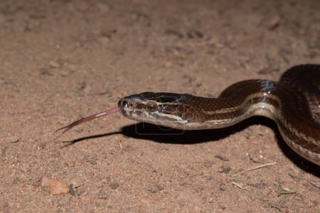 Beautiful brown house snake (Boaedon capensis) in the wild