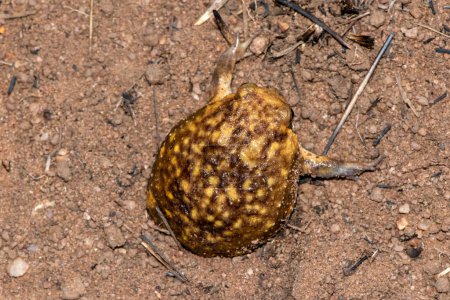 Bushveld-Regenfrosch (Breviceps adspersus) gräbt sein Loch in den Boden
