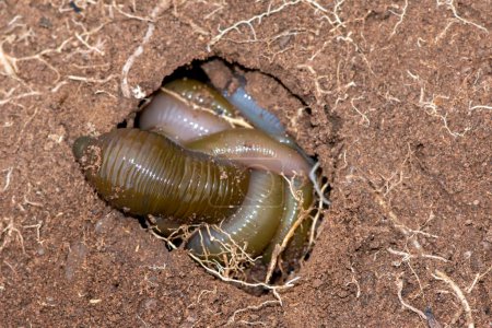 Giant earthworm under a rock 