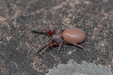 Palp footed spider (Palpimanidae)