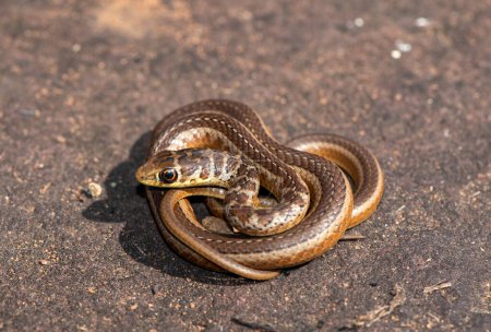 Photo for Short-snouted Grass Snake (Psammophis brevirostris) - Royalty Free Image