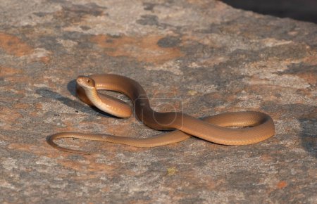 A beautiful southern brown egg-eater (Dasypeltis inornata) in the wild