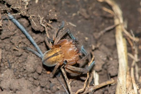 An unknown species of huntsman spider (Sparassidae)