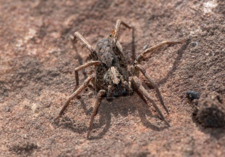 A beautiful Wolf Spider (Lycosidae) in the wild
