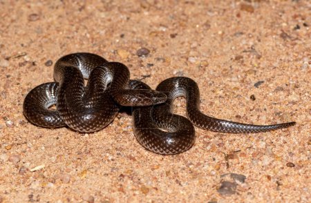 Common Wolf Snake (Lycophidion capense), also called a Cape wolf snake 