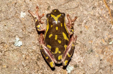 Beautiful colour pattern of a cute painted reed frog, also called a marbled reed frog (Hyperolius marmoratus)