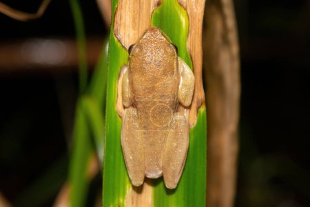 Gelbstreifen-Rohrfrosch (Hyperolius semidiscus))