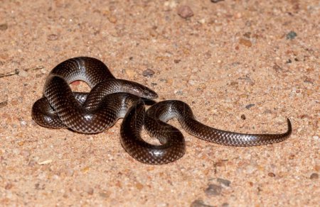 Common Wolf Snake (Lycophidion capense), also called a Cape wolf snake 