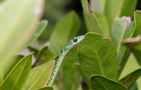 Close-up of a cute adult spotted bush snake (Philothamnus semivariegatus)