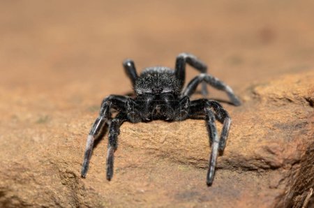 Téléchargez les photos : Gros plan d'une belle araignée velours (Famille Eresidae) - en image libre de droit