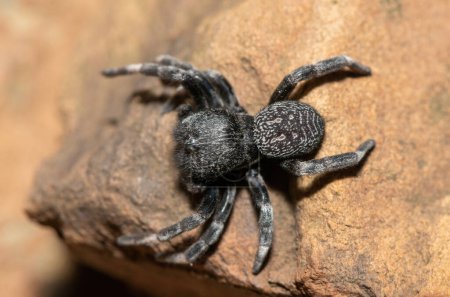 Téléchargez les photos : Gros plan d'une belle araignée velours (Famille Eresidae) - en image libre de droit
