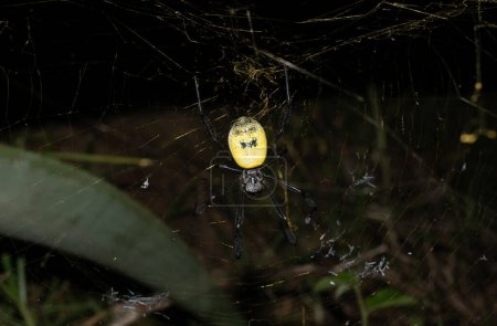 Araña dorada orbe-web (fenestrato de Nephila), también llamada nephila de patas negras