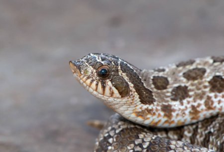 Gros plan sur un serpent à museau court (Heterodon nasicus))