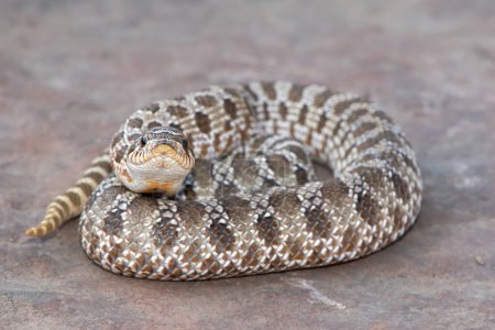 Gros plan sur un serpent à museau court (Heterodon nasicus))