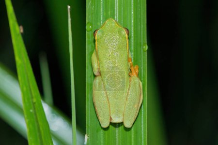 Gelbstreifen-Rohrfrosch (Hyperolius semidiscus))