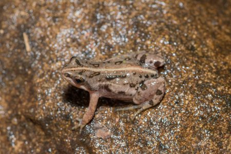 Boettger's dainty frog, or common caco (Cacosternum boettgeri)