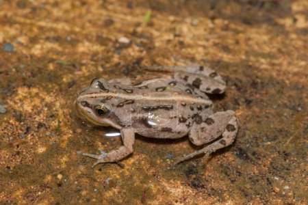 Boettger's dainty frog, or common caco (Cacosternum boettgeri)