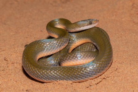 Gros plan d'un joli serpent d'eau brune (Lycodonomorphus rufulus))