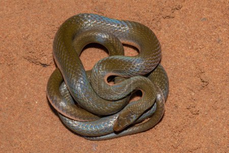 Gros plan d'un joli serpent d'eau brune (Lycodonomorphus rufulus))