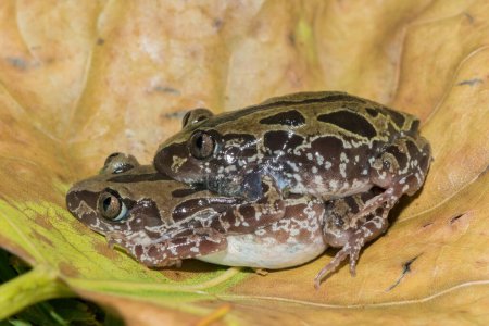 Bubbling Kassina, también conocido como Senegal running frog (Kassina senegalensis) apareamiento