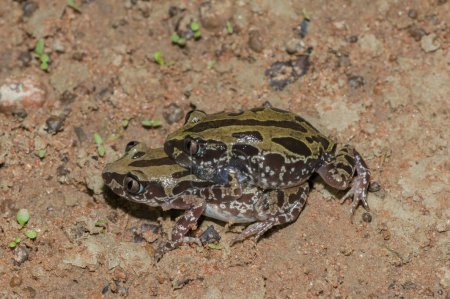 Bubbling Kassina, también conocido como Senegal running frog (Kassina senegalensis) apareamiento