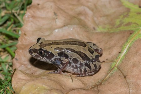 Bubbling Kassina, also known as a Senegal running frog (Kassina senegalensis)