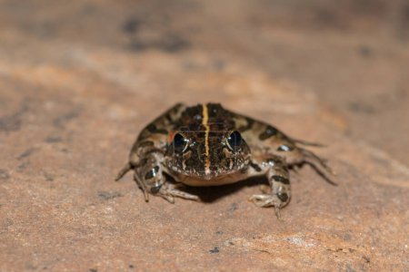 Clicking Stream Frog, Grays Stream Frog, Spotted Stream Frog (Strongylopus grayii)