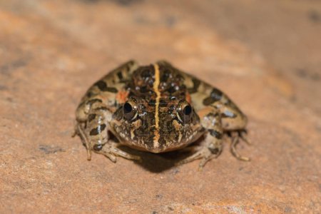Klicken Sie auf Stream Frog, Grays Stream Frog, Spotted Stream Frog (Strongylopus grayii))