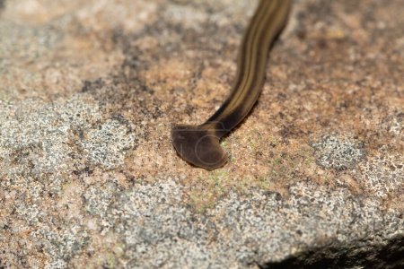 Schaufelkopf-Gartenwurm (Bipalium kewense), auch als Hammerkopfplattwurm bekannt, ist ein räuberischer Landplaner, der sich von Regenwürmern ernährt