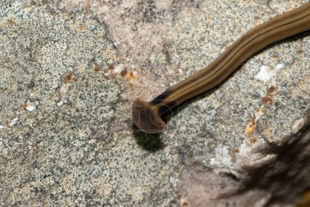 Photo for Shovel-headed Garden Worm (Bipalium kewense), also known as the hammerhead flatworm, is a predatory land planarian, which feeds on earthworms - Royalty Free Image