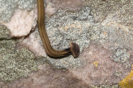 Schaufelkopf-Gartenwurm (Bipalium kewense), auch als Hammerkopfplattwurm bekannt, ist ein räuberischer Landplaner, der sich von Regenwürmern ernährt