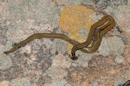 Photo for Shovel-headed Garden Worm (Bipalium kewense), also known as the hammerhead flatworm, is a predatory land planarian, which feeds on earthworms - Royalty Free Image
