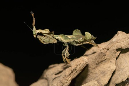 Photo for Ghost mantis (Phyllocrania paradoxa) displaying leaf-like camouflage - Royalty Free Image