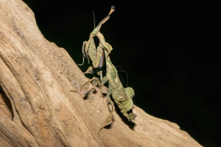 Mantis fantasma (Phyllocrania paradoxa) mostrando camuflaje foliar