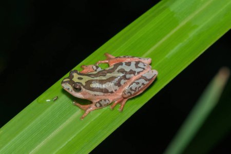 A cute painted reed frog, also called a marbled reed frog (Hyperolius marmoratus)
