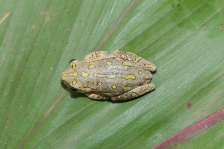 Una linda rana de caña pintada, también llamada rana de caña de mármol (Hyperolius marmoratus)